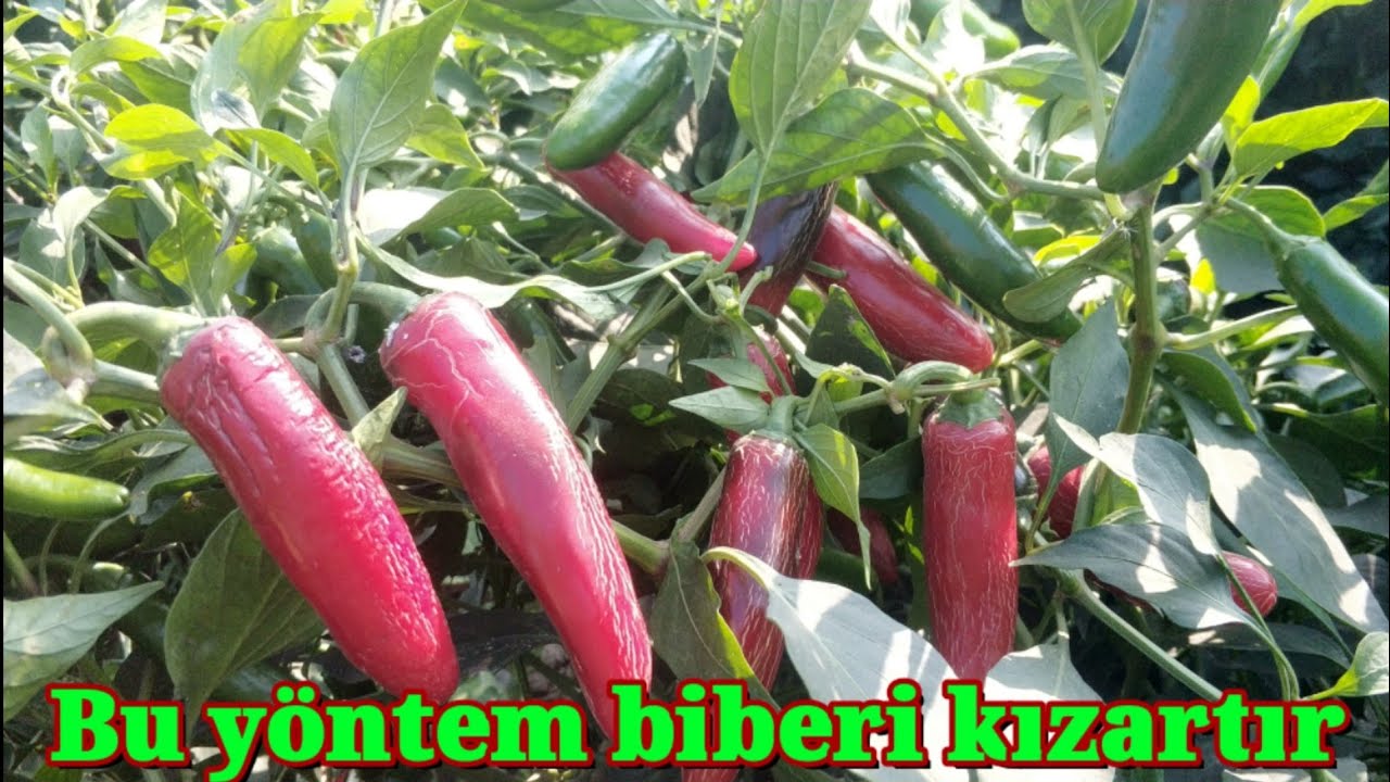 Nasıl sağlıklı bir şekilde biber kırmızılastırılır. biber yetiştiriciliği Mersin Tarsus heleke köyü