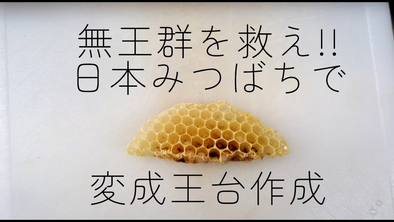 無王群になってしまった日本みつばちで変成王台の作成 pt.1　アレー氏法で女王蜂を作ろう #養蜂12カ月