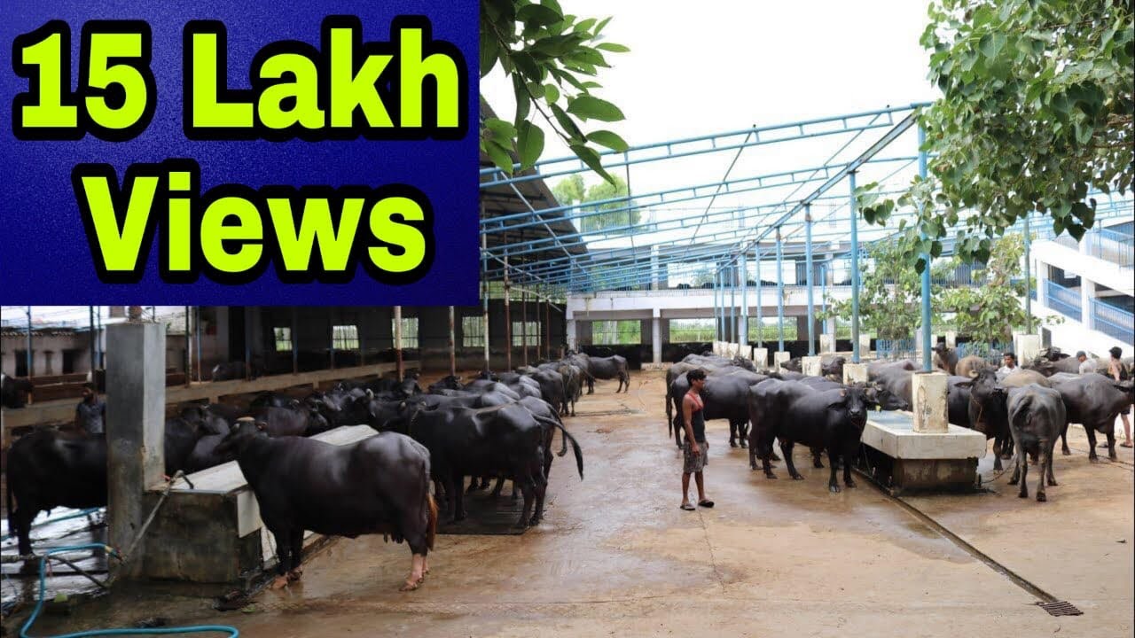 Ch.Partap Singh Numberdar Dairy Farm. Part -3