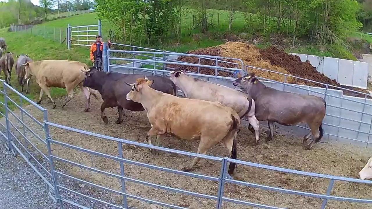 Sortie des vaches bazadaises dans les prairies