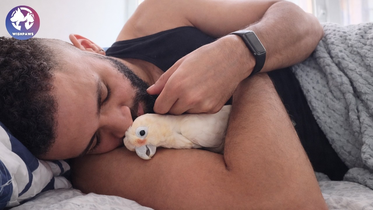 This Rescue Parrot Found Her Rhythm Dancing With Dad, After Being Dumped Several Times