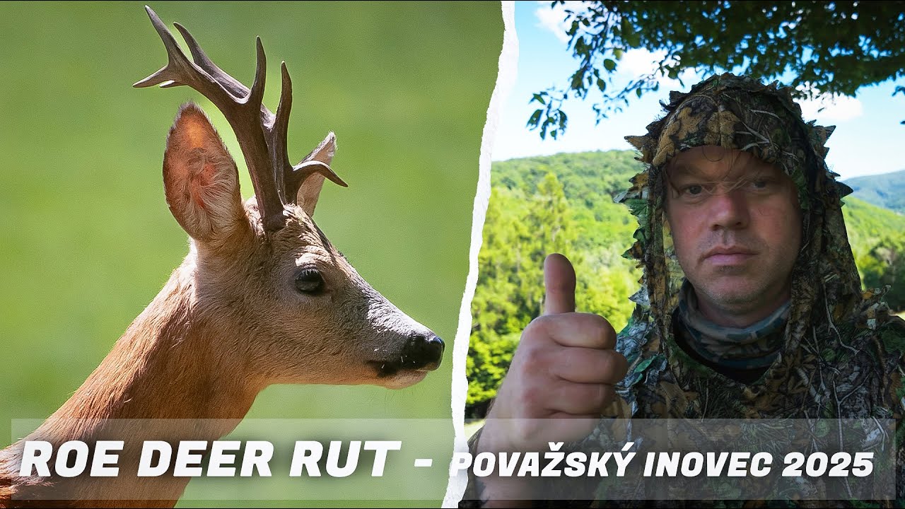 Roe DEER Rut - Považsk&yacute; Inovec 2025
