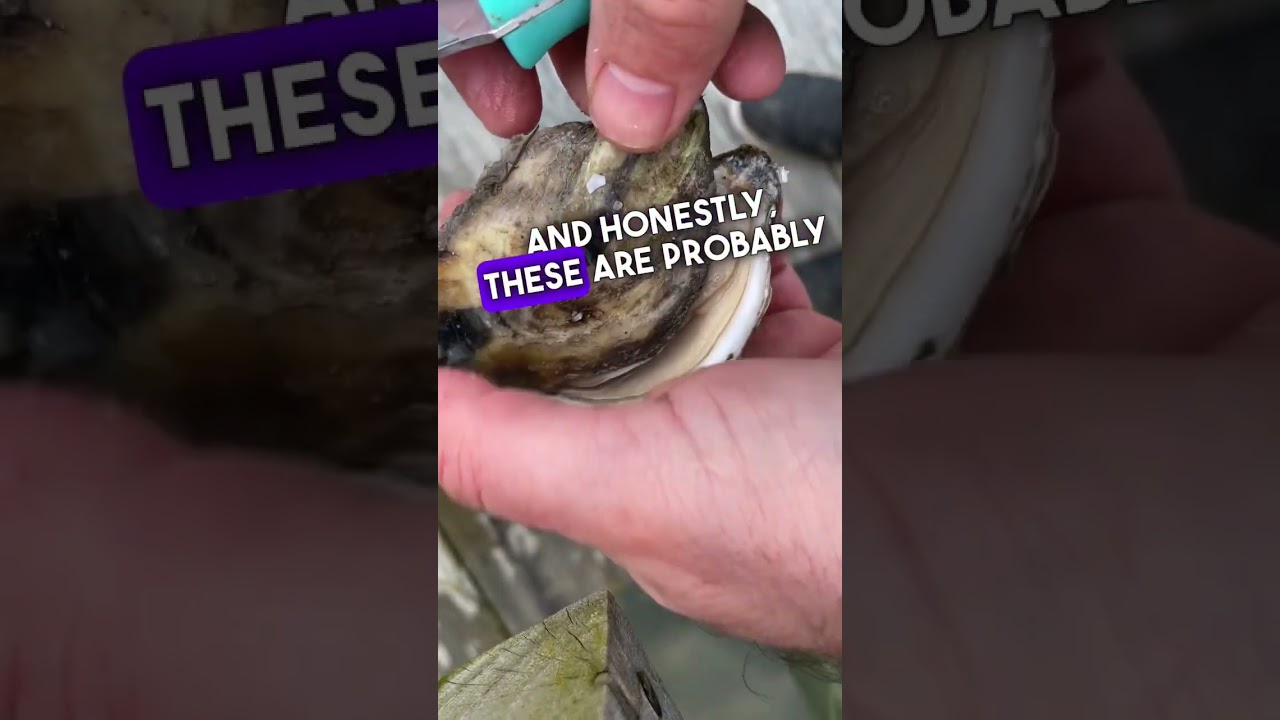 The Best Oysters Ever? | Real Oyster Cult Reserve Taste Test