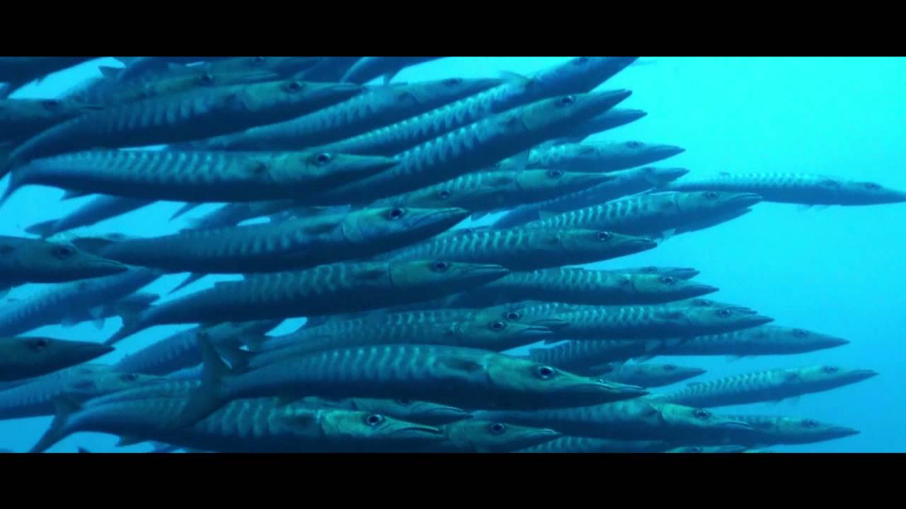 Reef Predators by Tom Blackburn