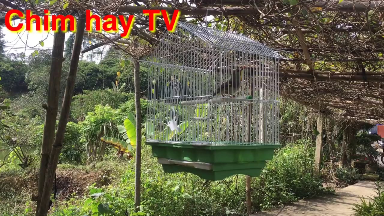Mê mẩn khi nghe quế lâm hót | Chim hay TV