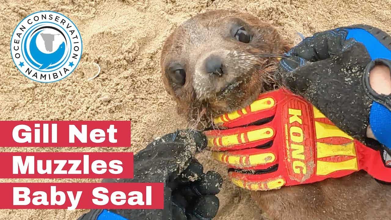 Жаберная сеть захватывает морду детеныша тюленя