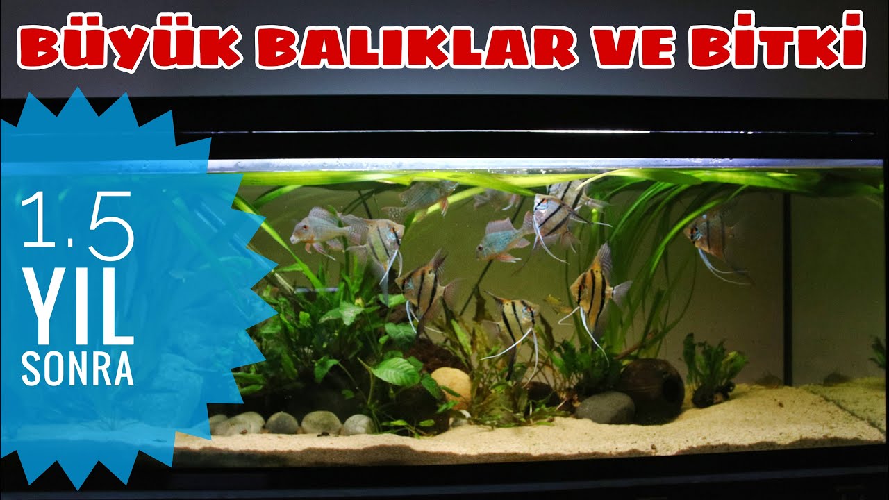 220 LİTRE Kolay Bitkili Karma Güney Amerikan -18 Ay Sonra