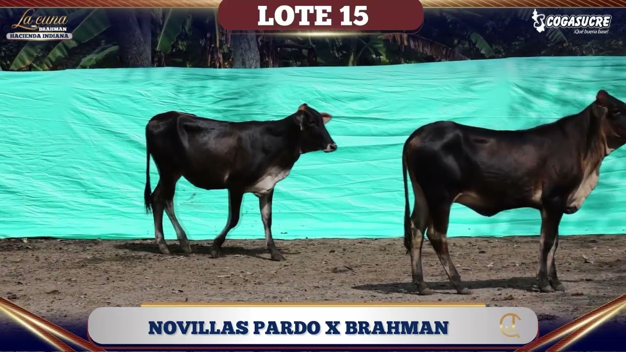 LOTE 15