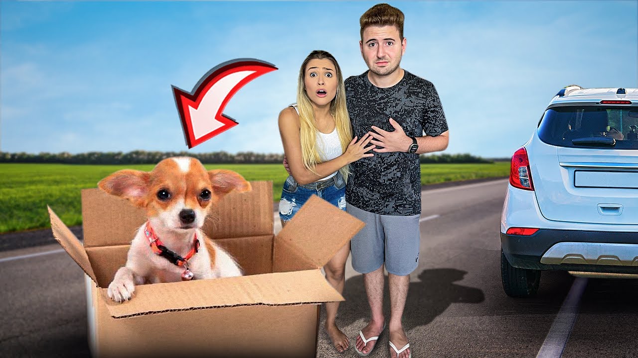 NOSSOS CACHORRINHOS FINALMENTE VÃO TER UM LAR!