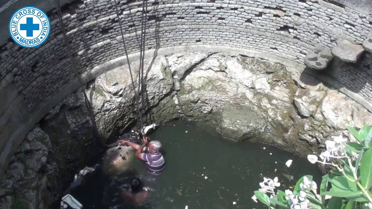 Technical Animal Rescue #Rescue of Cow from well by Blue Cross of India
