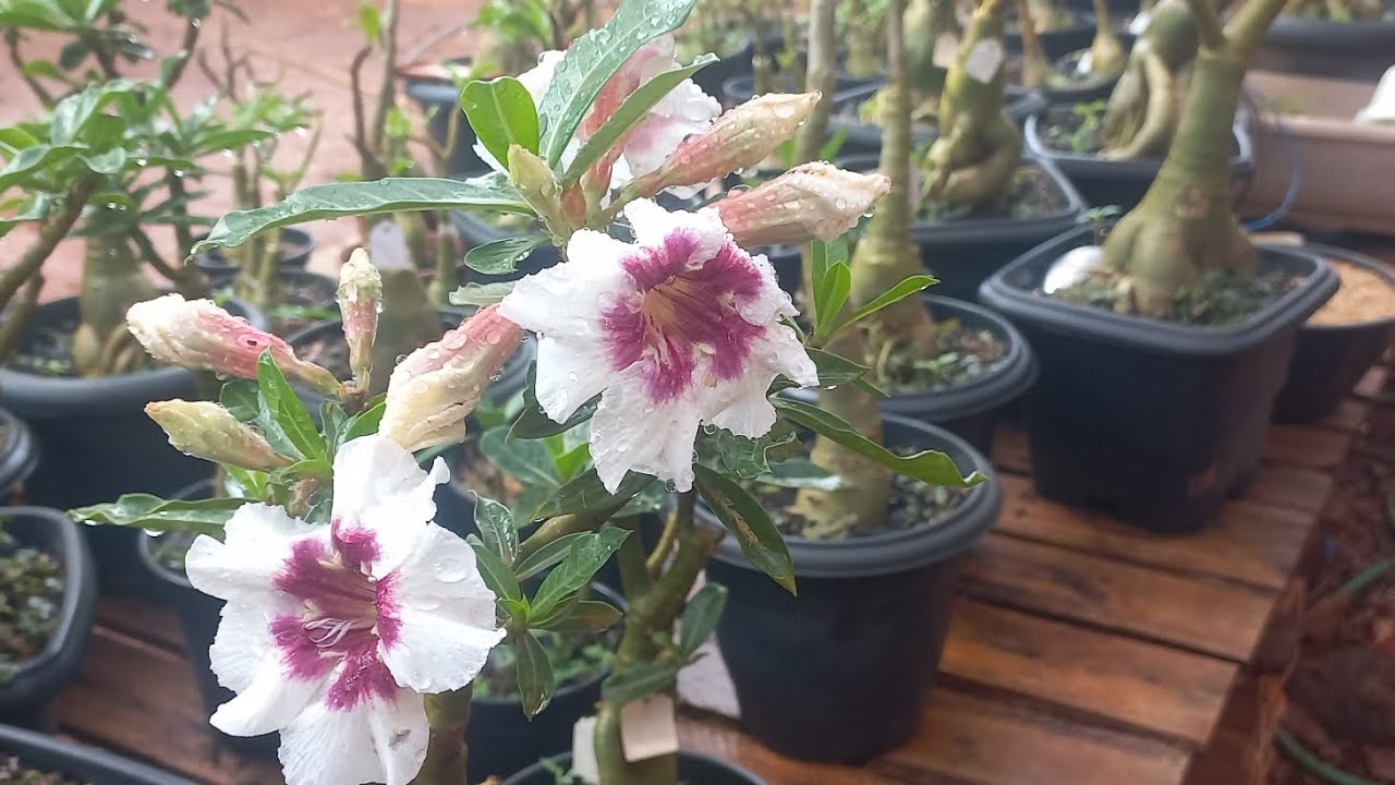 #rosadodeserto 🌺 já está começando as chuvas 😍mudinha já estão replantada 