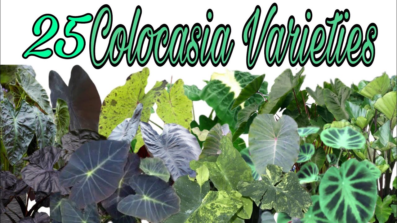 25 COLOCASIA VARIETIES