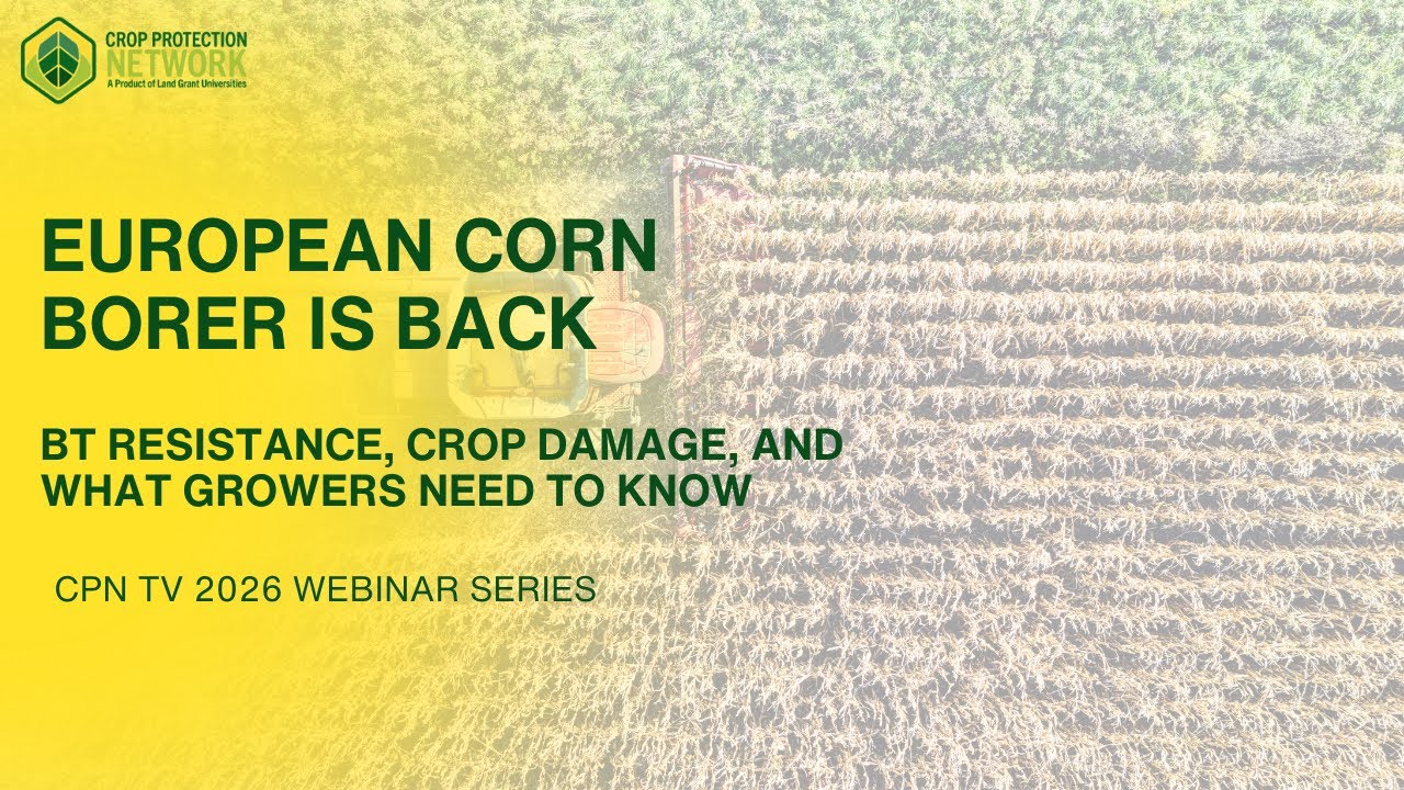 European Corn Borer Is Back: Bt Resistance, Crop Damage, and What Growers Need to Know