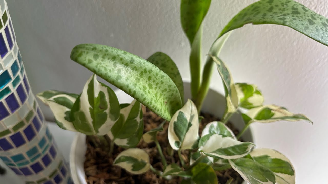 Spruce-up with Online Homeplants