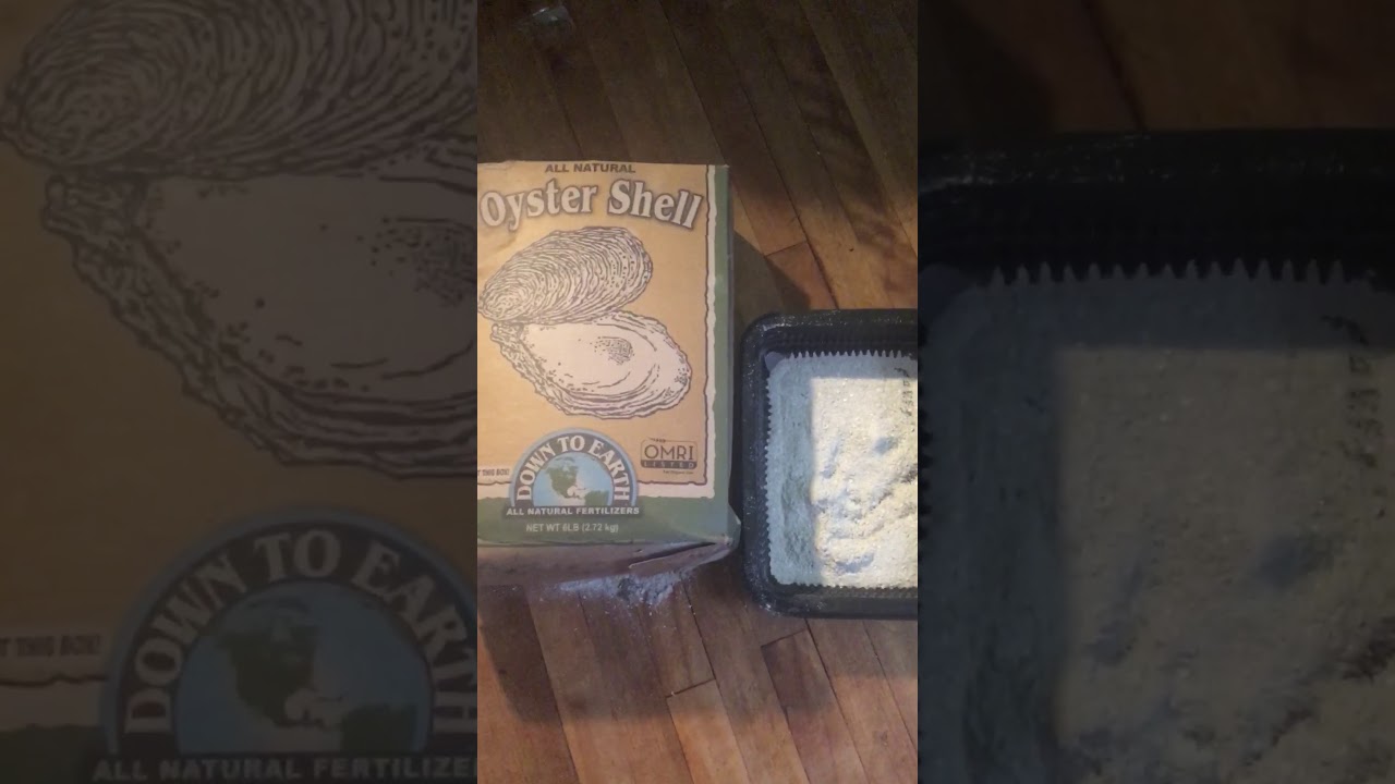 Crushed oyster shell why it is a important soil amendment for organic gardening and growing