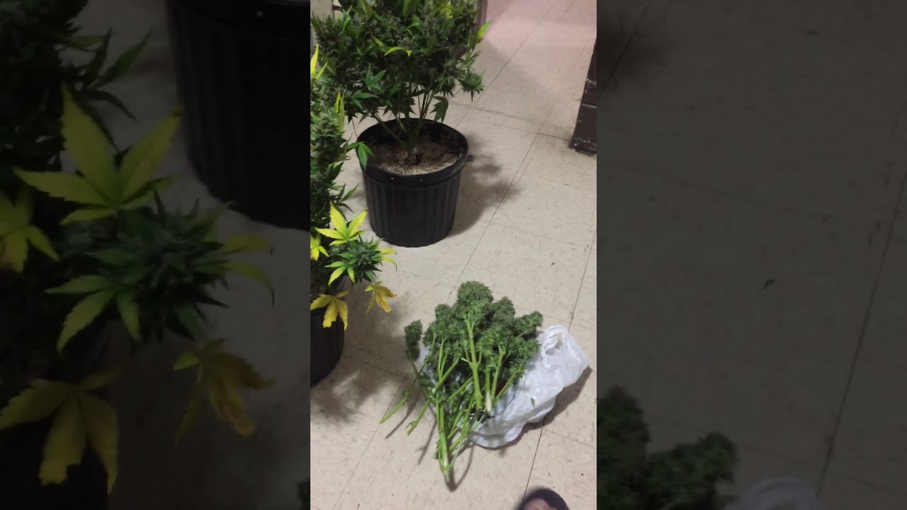 FASTBUDS ZKITTLEZ HARVEST