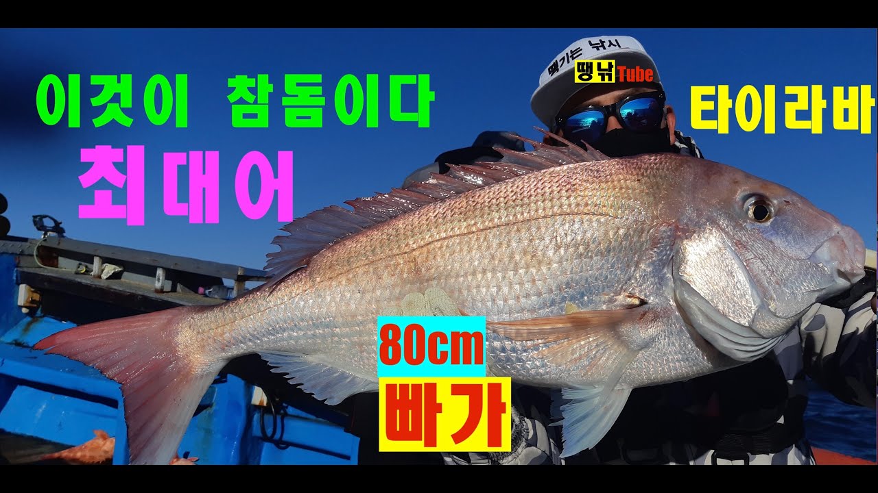 #타이라바#참돔#대물#빠가    쿠쿡 쳐박는 대물 참돔(빠가)은 돌아온다 타이라바에 빠져보자!!