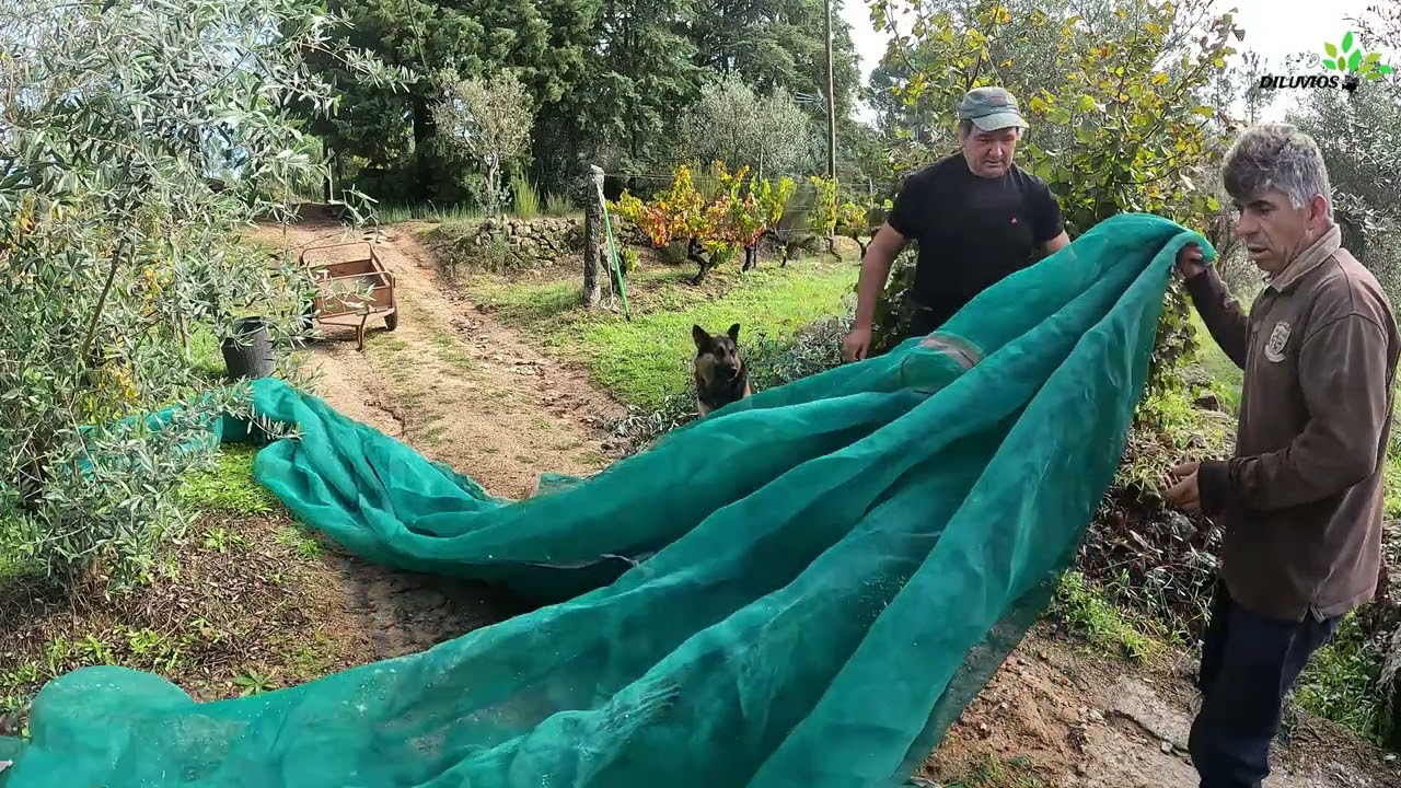 Apanha da azeitona