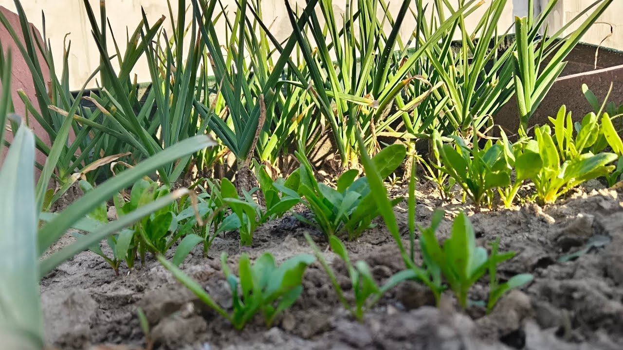Gardening karna mera shok hai #renutomarvlogs 