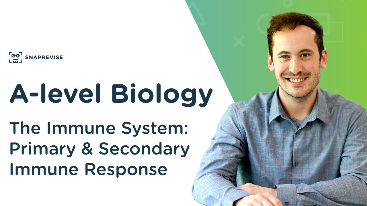 The Immune System: Primary & Secondary Immune Response | A-level Biology | OCR, AQA, Edexcel