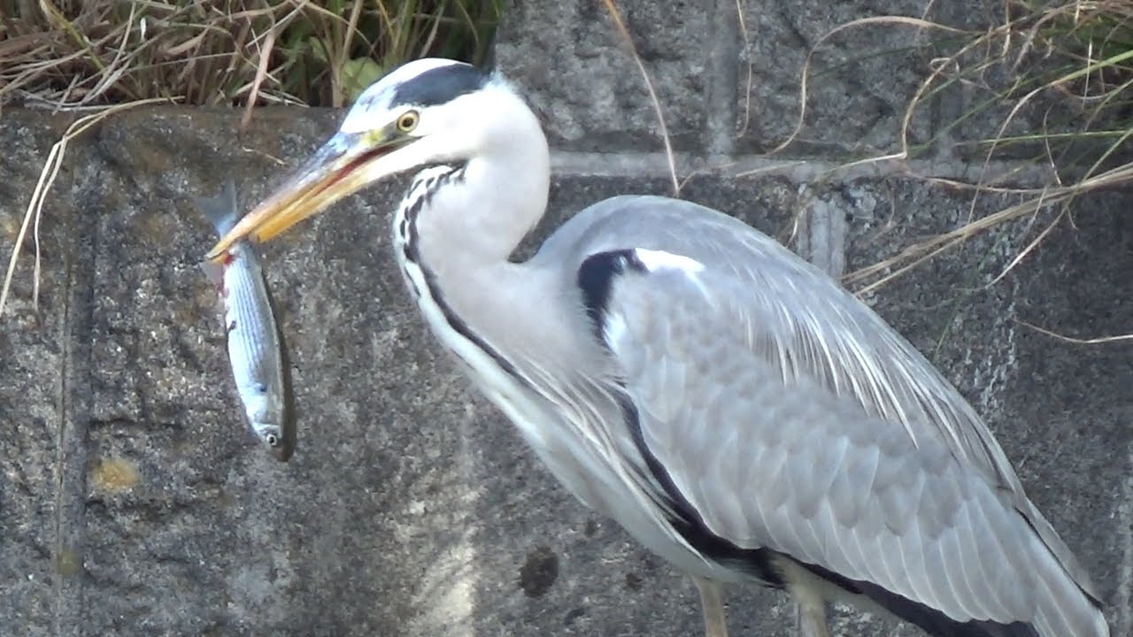 Grey Heron ( Ardea cinerea ) Eat fish from July to December 2023