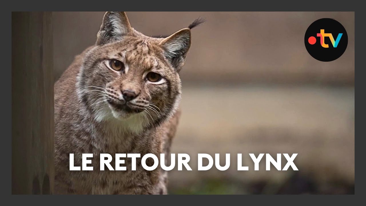 Le retour du lynx