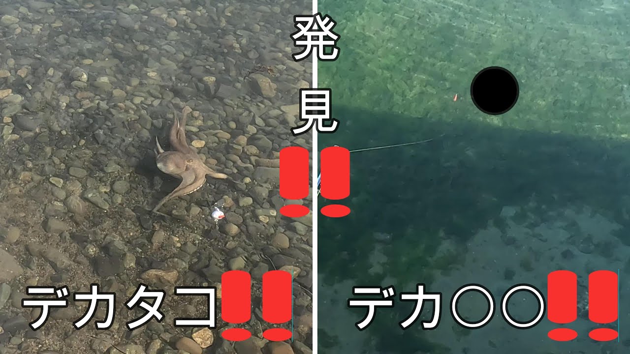 Wゲットなるか？(タコ釣り)(◯◯釣り)