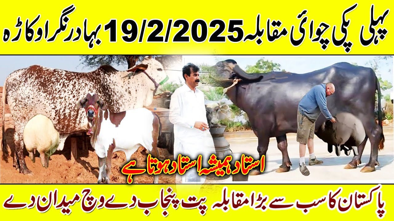 milking compition 2025 | milk compition buffalo and cow bahadurnagar Okara | livestock compition