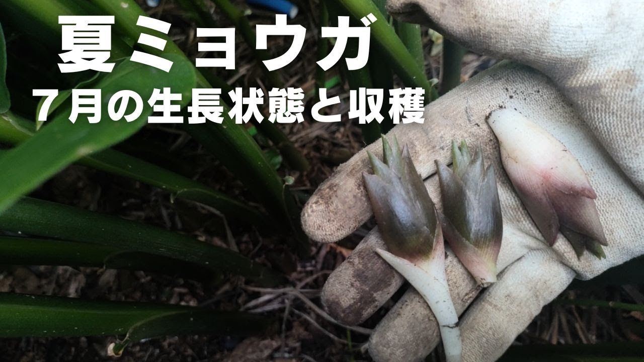 夏ミョウガの生長状態と収穫【７月】【大量収穫】【管理】2024年7月22日