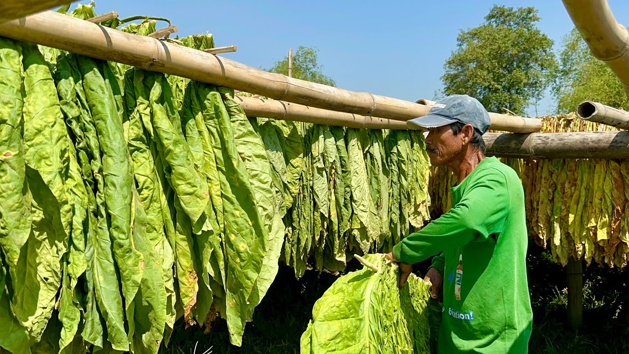 TOBACCO FARMING: Le-learning sa dating Priority Crop ng Philippines! Kumikita ang Farmers Ngayon!