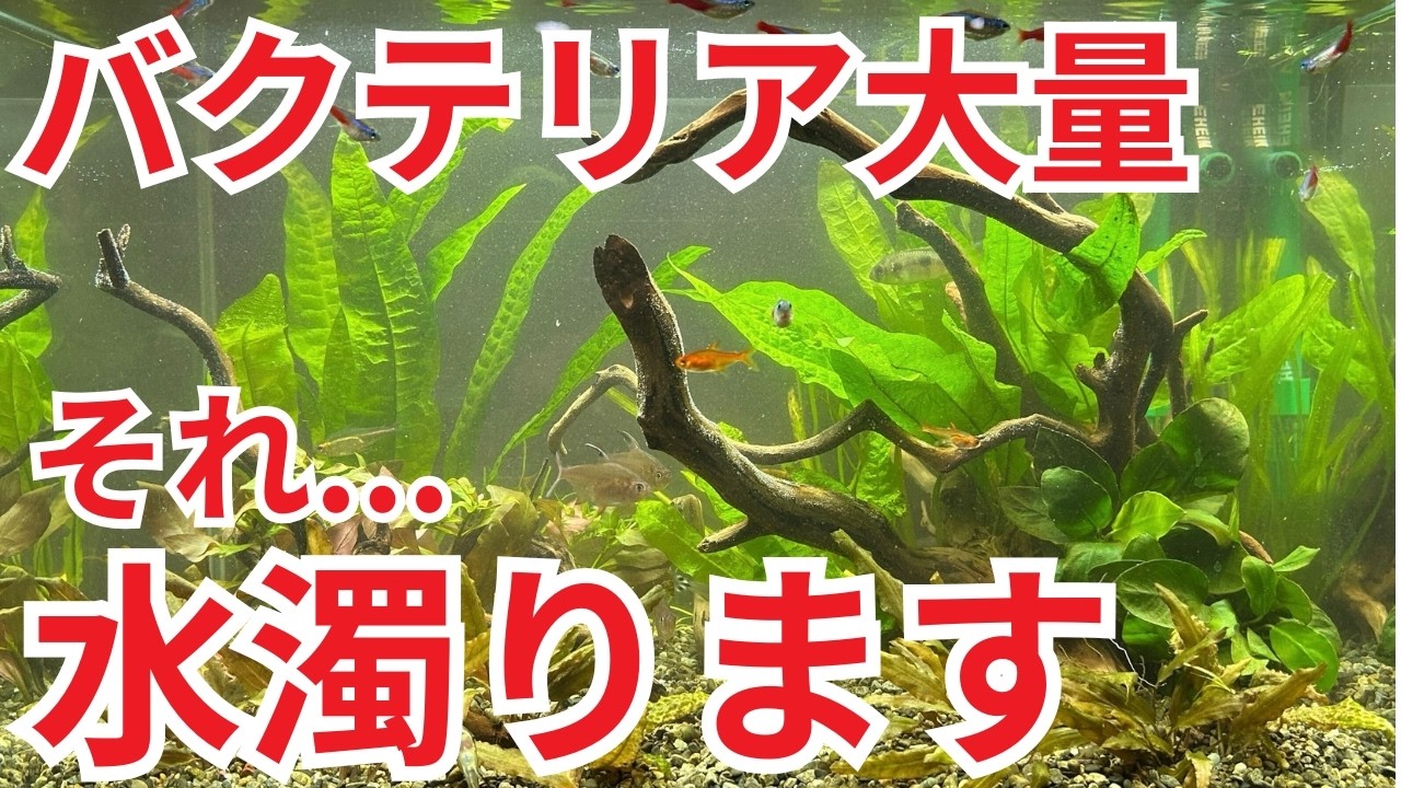 【基礎】水槽の立ち上げ時、水が濁っているなら ”これが原因