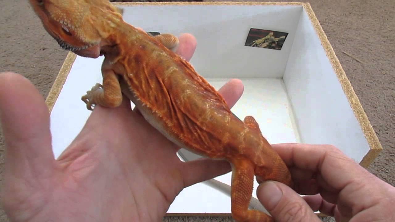 How To Identify Your Bearded Dragons Morph Update From A To Z!!!!
