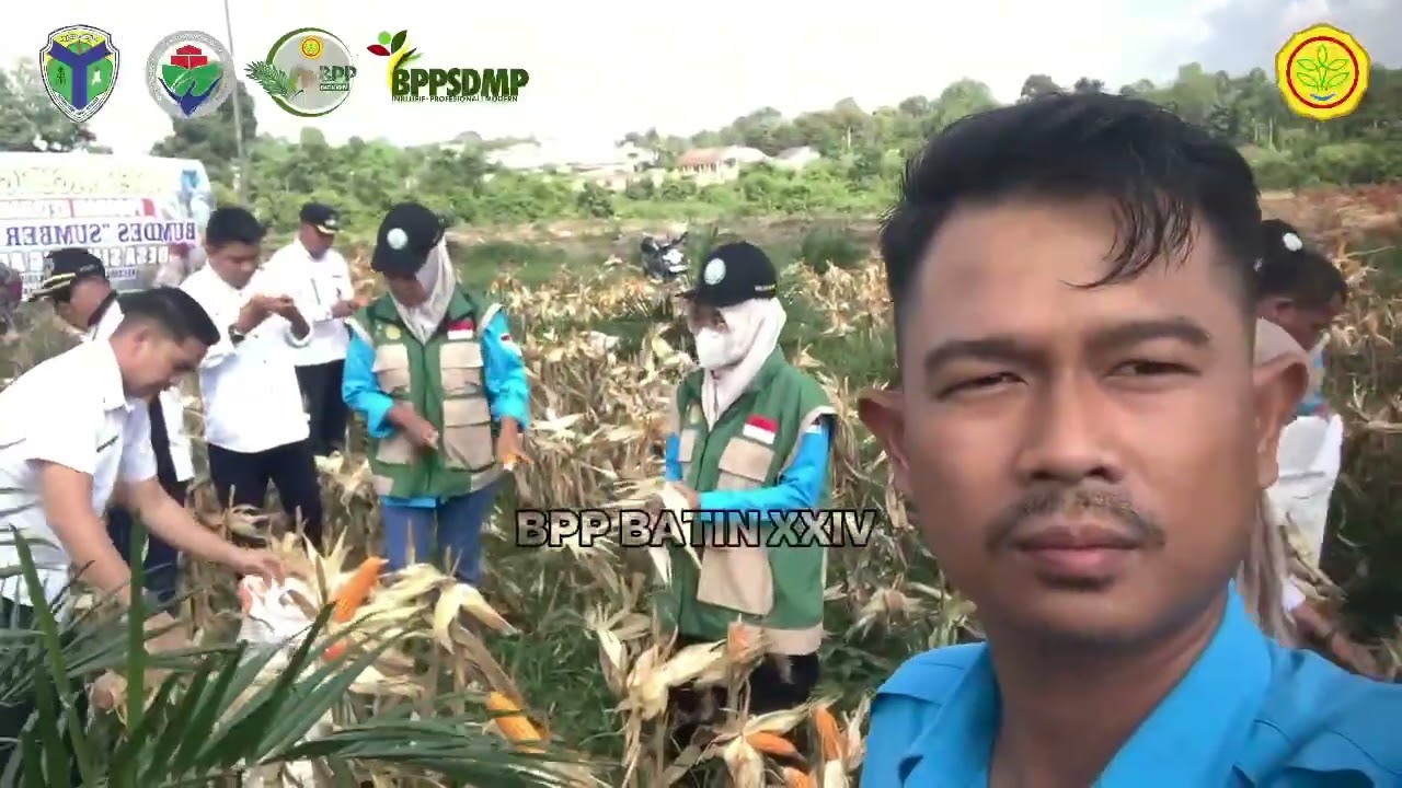 28-1- 2026 Panen perdana jagung komposit  BUMDES Sumber kehidupan Desa Simpang Aur Gading