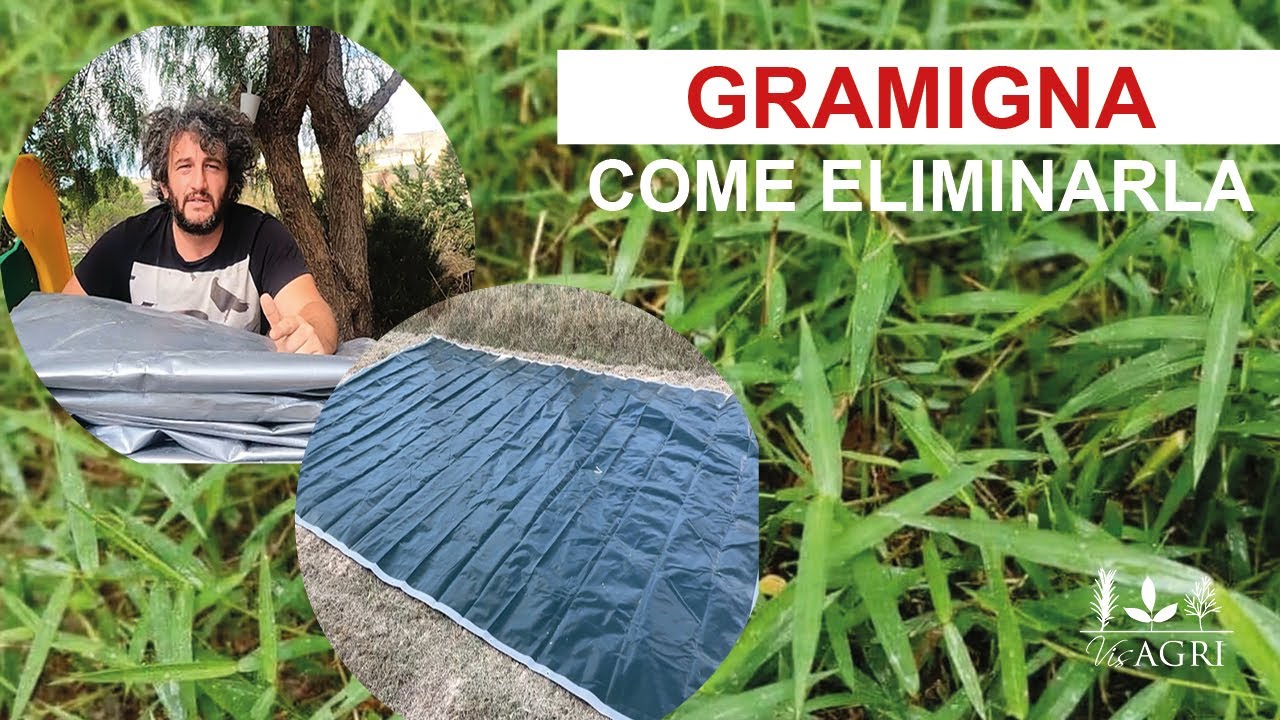 Come eliminare la Gramigna in modo efficace e totalmente naturale