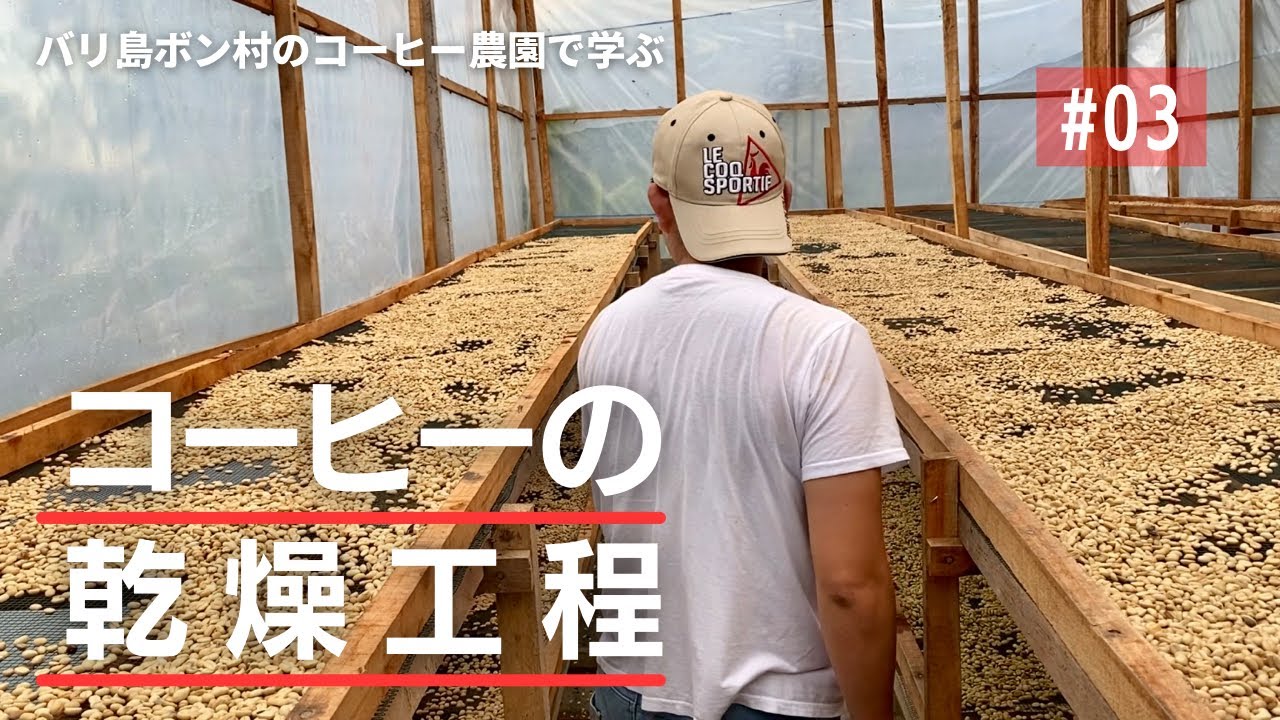 【コーヒー作りの肝】これがウォッシュト&ナチュラルプロセスの乾燥現場【動画で見るコーヒーの作り方#3】【焙煎士のバリ島農園探訪】/How to dry in a coffee farm