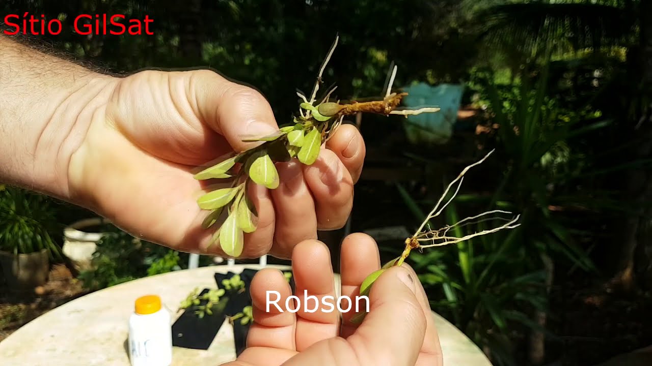 AIB ENRAIZADOR FAÇAM MUDAS DE BUXINHO #SítioGilSat