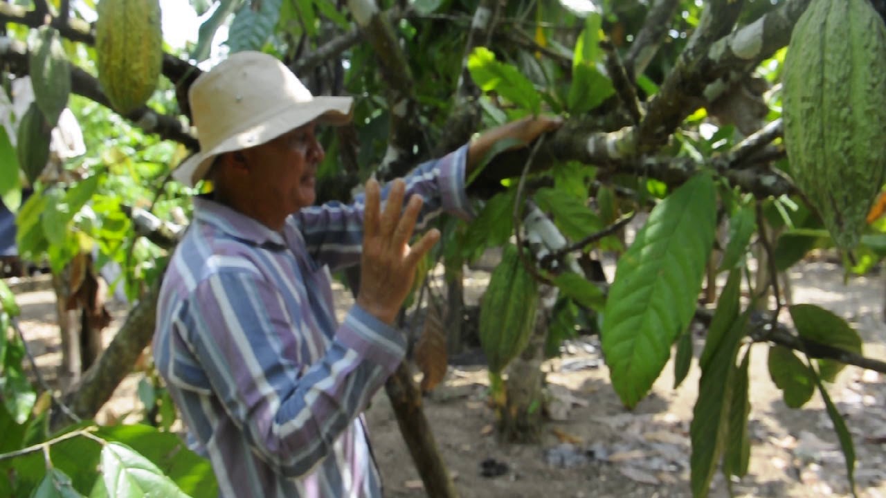 Cuidados del cacao criollo, Upala.