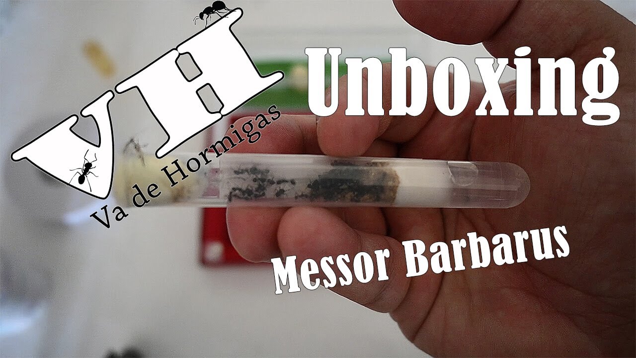 MI PRIMERA COLONIA - Unboxing del hormiguero y juguetes | hormiga Messor Barbarus