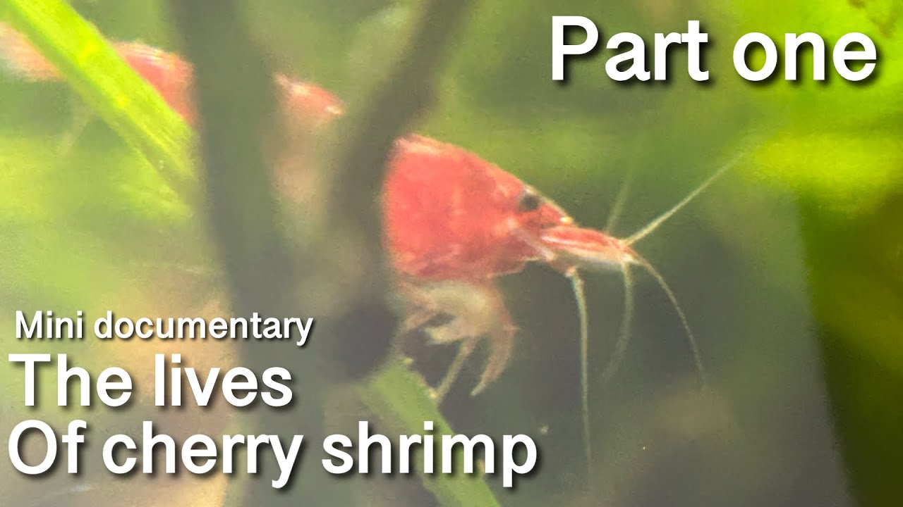 The Lives of Cherry Shrimp. mini-documentary 