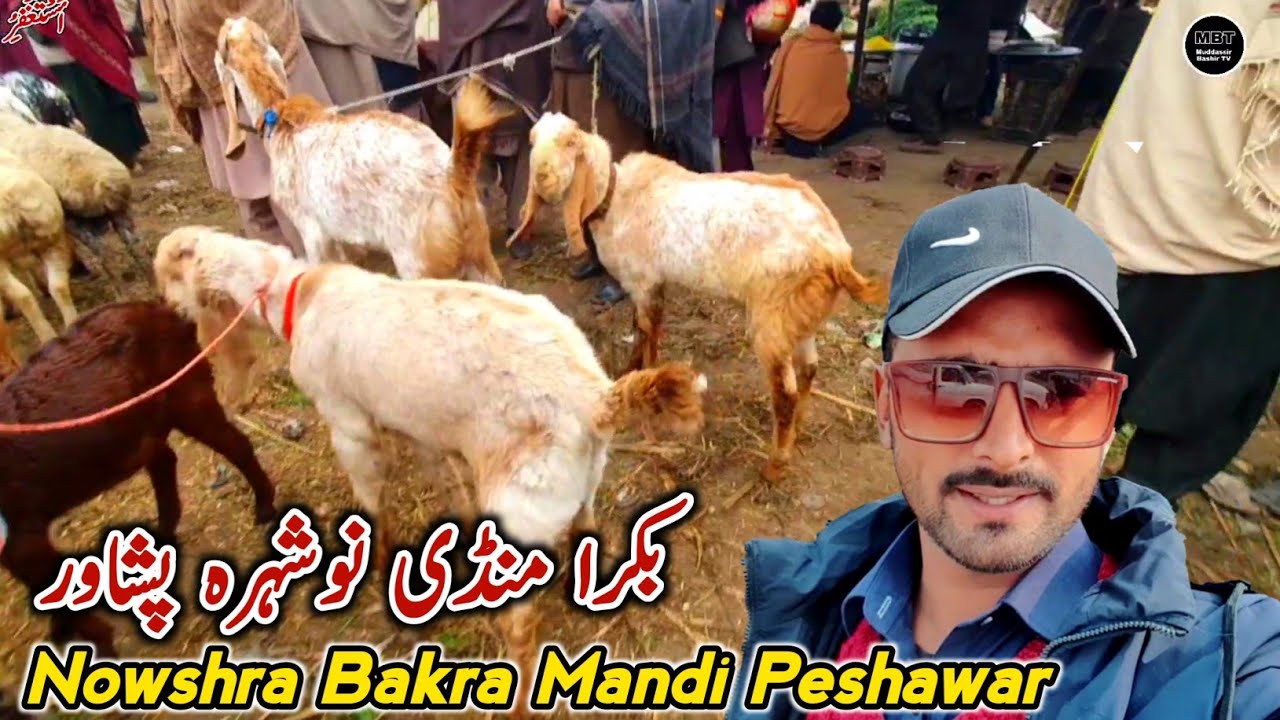 Bakra Mandi Nowshera Peshawar Update  February 2024