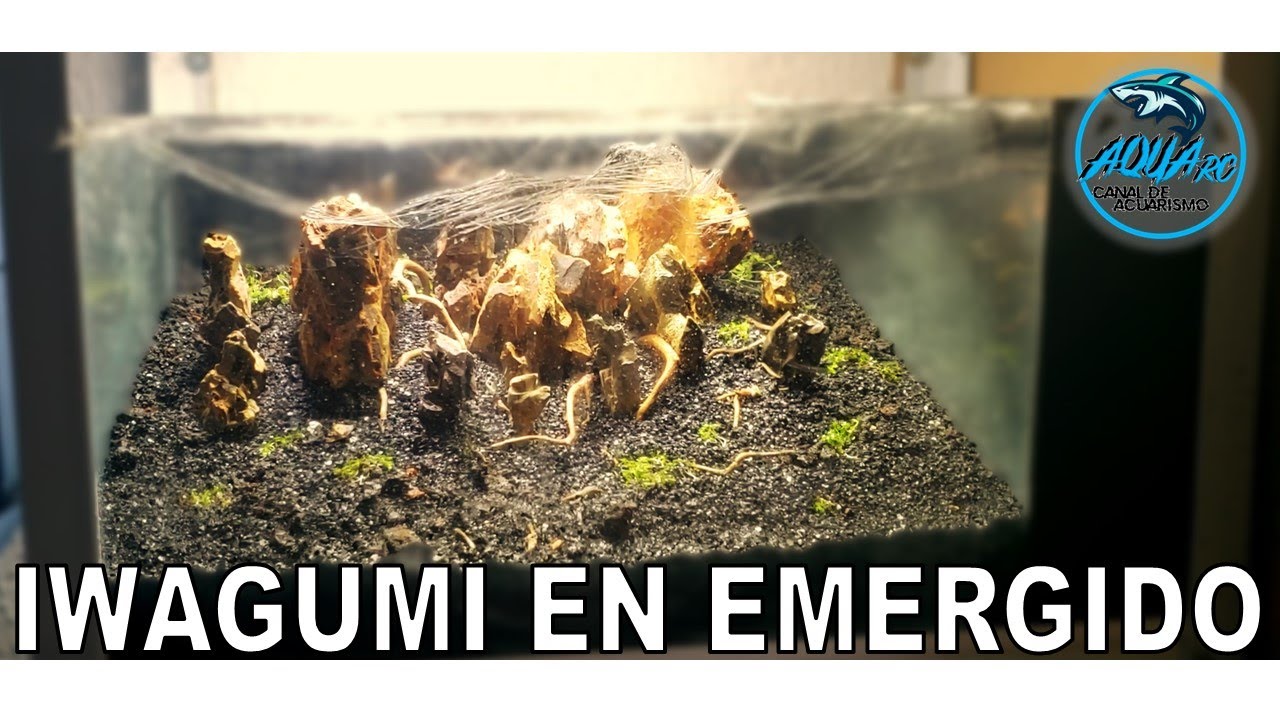 Iwagumi en Emergido, (con Roca Dragón y Montecarlo) 🪨🐉🌱