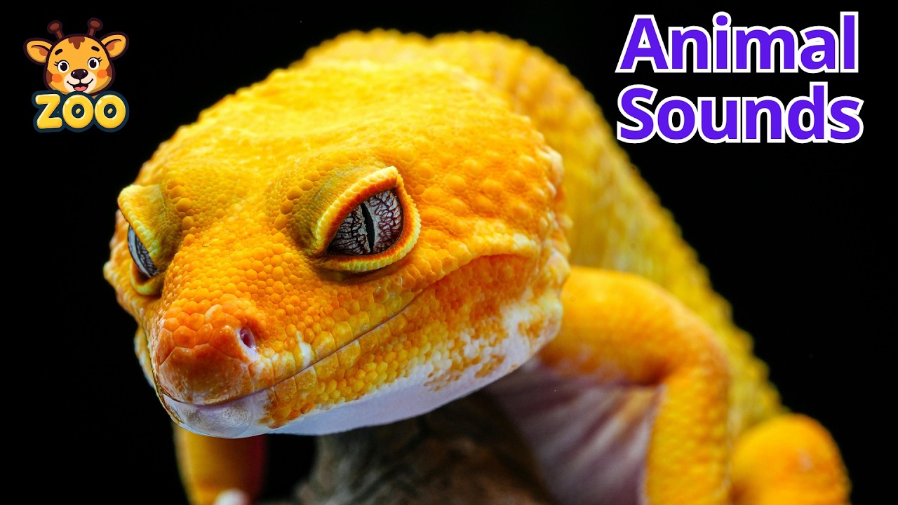 Animal Sounds for Kids | Reptiles – Crocodile, Turtle, Snake & More