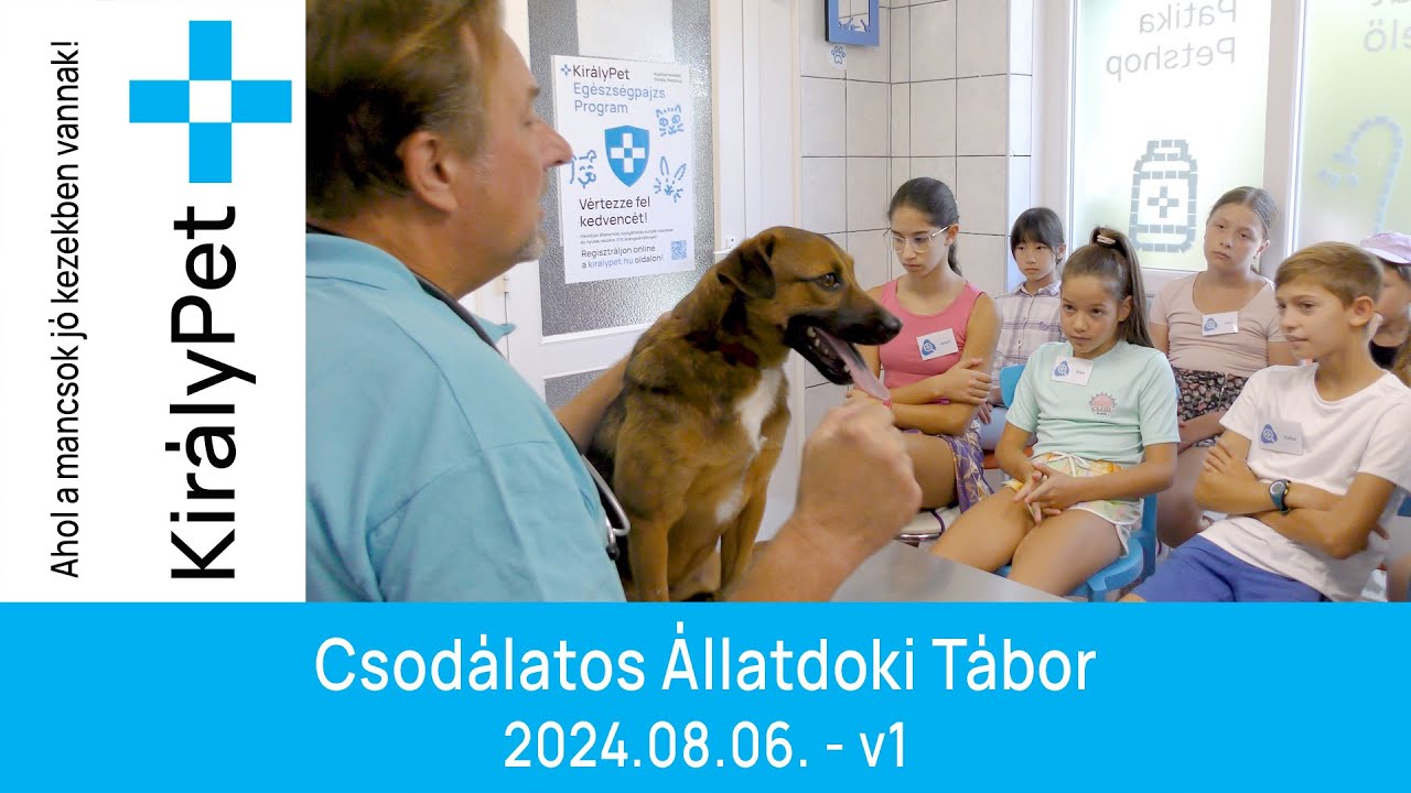 Csodálatos Állatdoki Tábor - 2024.08.06.