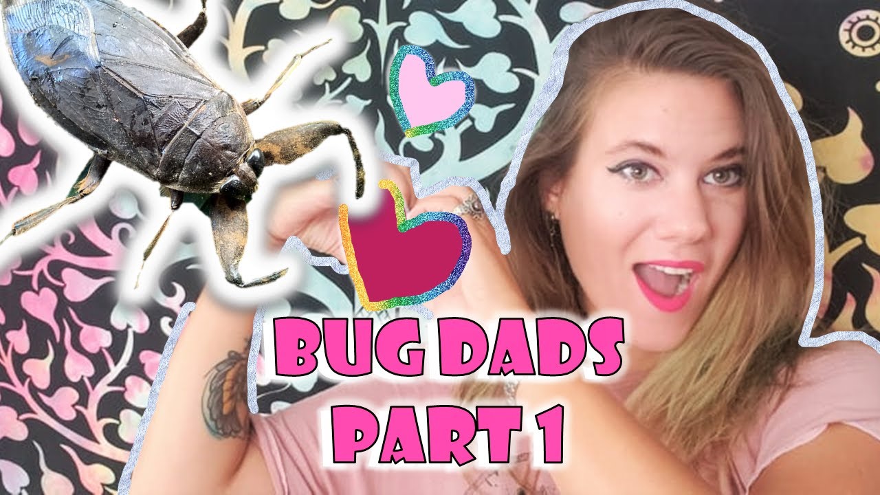 Bug Scientist Explains: How Bug Dads, Parental Care, and Paternal Care Evolve