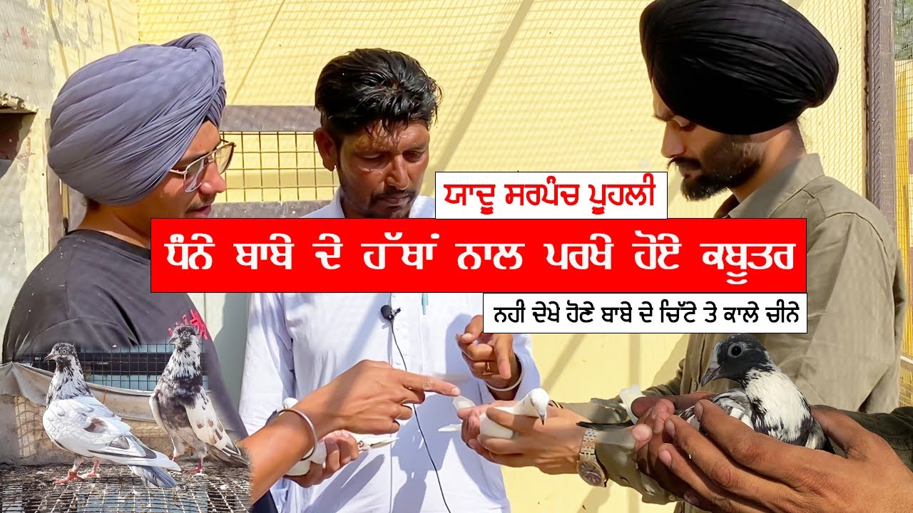 ਬਾਬੇ ਧੰਨੇ ਦੇ ਹੱਥਾਂ ਨਾਲ ਪਰਖੇ ਹੋਏ ਕਬੂਤਰ ਯਾਦੂ ਸਰਪੰਚ ਪੂਹਲੀ ਕੋਲ, ਕਦੇ ਨੀ ਦੇਖੇ ਹੋਣੇ ਚਿੱਟੇ ਤੇ ਕਾਲੇ ਚੀਨੇ