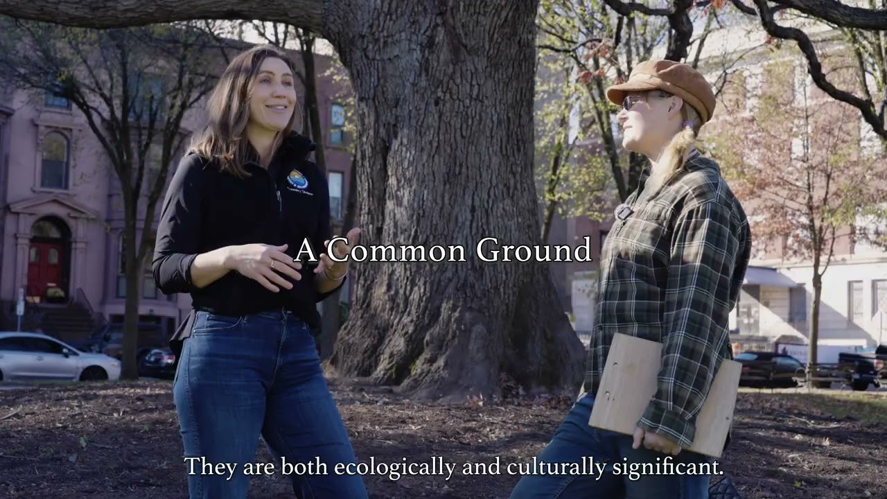 Still Standing: Connecticut’s Living Symbol of Freedom and Legacy | Trailer English Subs