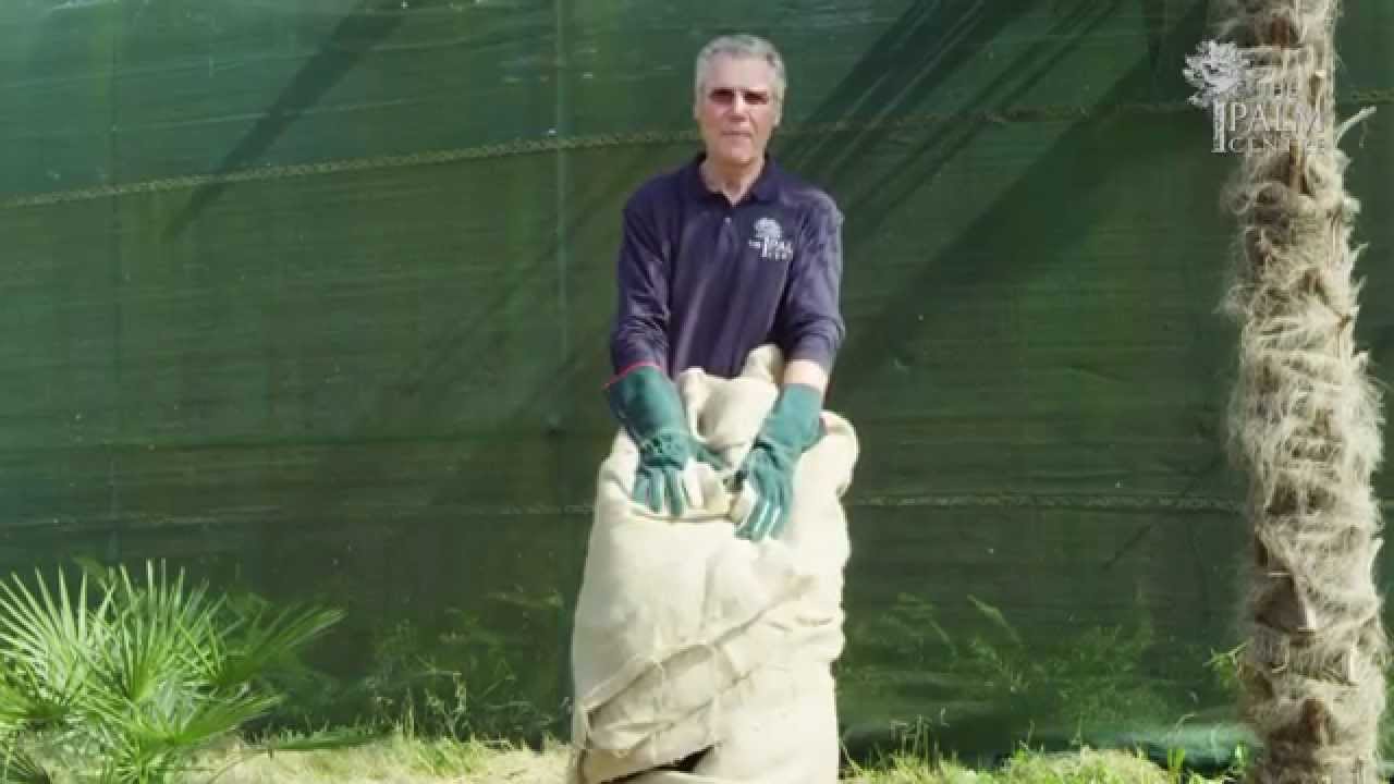 Winter Care - Wrapping A Palm Tree