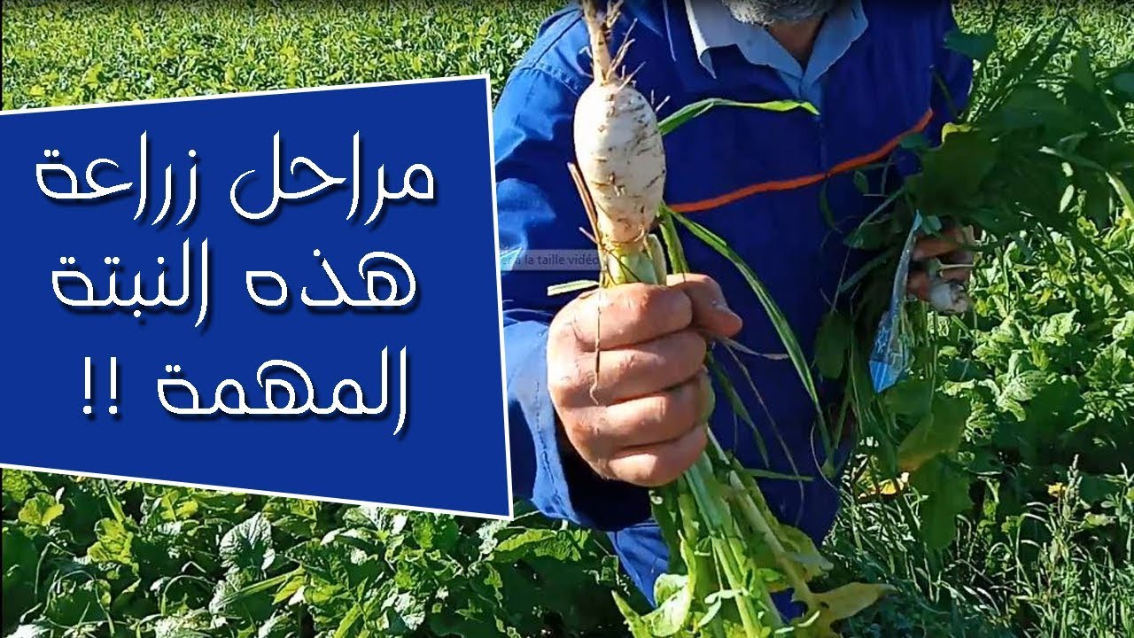 اجي تعرف مجهودات الفلاح من اجل انتاج خضر اللفت