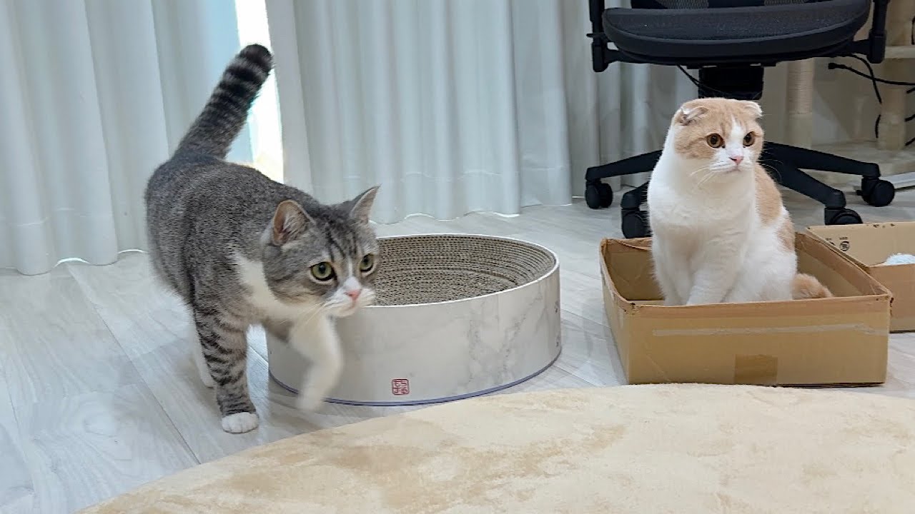 出張に行ってた飼い主が帰ってきた足音が聞こえたときの猫たちの反応が可愛すぎました&hellip;