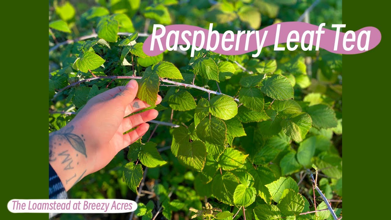 Wildcrafted Raspberry Leaf Tea | Fermented Tea Leaves